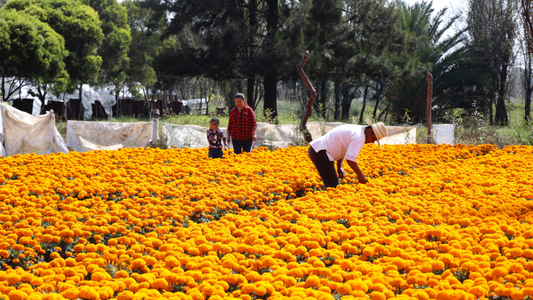 Discover the Legacy of Cempasúchil: A Tour in Xochimilco’s Floating Gardens